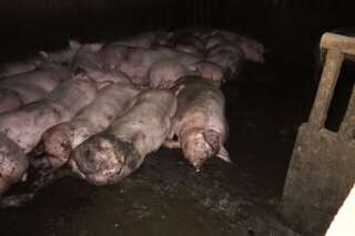 L214 épingle un élevage de porcs du Tarn dans une nouvelle vidéo accablante