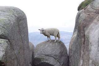PHOTO. Norvège: un mouton perché sur un rocher à 1000 mètres de haut