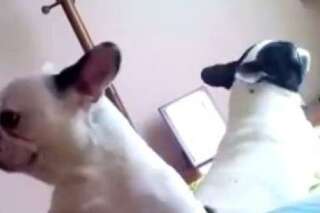 VIDÉO. Deux bulldogs français dansent au son de la musique électronique