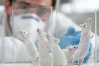 Ces souris génétiquement modifiées ont gagné 25% d'espérance de vie