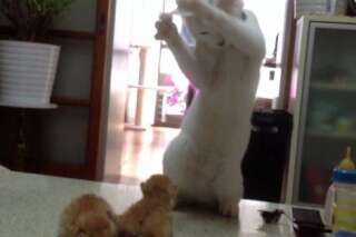 VIDÉO. Ce chat tente d'apprendre la boxe à des chatons.. en vain