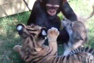 VIDEO. Animaux : un bébé chimpanzé joue avec un louveteau et un tigreau
