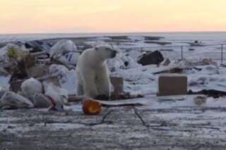VIDÉO. Une ONG diffuse la vidéo de deux ours polaires cherchant à se nourrir dans une décharge