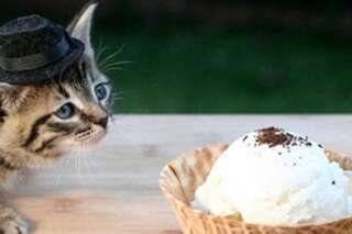 Des chats qui mangent des glaces: l'idée originale d'une utilisatrice d'Imgur pour consoler une amie