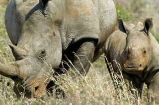 Safari en Afrique du Sud: la géolocalisation des photos de touristes aide les braconniers à traquer les animaux