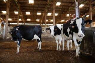 Agriculture française : boeuf, porc, lait... les trois pannes de l'élevage en France