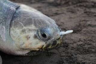 Le nouveau sauvetage déchirant d'une tortue avec une fourchette dans le nez