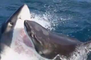 VIDÉO. Le combat de deux requins blancs sous l'oeil médusé d'un équipage de pêcheurs