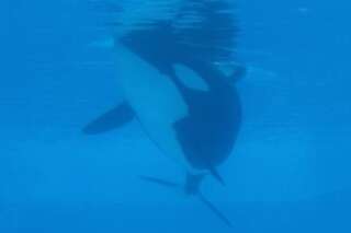 Le décès d'une nouvelle orque à SeaWorld provoque la colère de Peta
