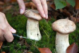 Cueillette des champignons: 5 choses à savoir avant de s'y mettre