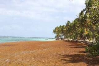 PHOTOS. Antilles : Les algues sargasses gâchent le plaisir des vacanciers