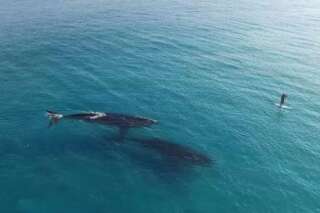 VIDEO. Des baleines s'approchent d'un paddle (et un drone filme la scène)