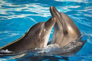 Les dauphins, moins intelligents qu'on ne le pense?