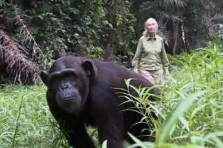VIDÉO. Jane Goodall remet un chimpanzé en liberté et se fait remercier par l'animal