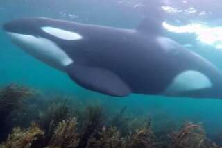 VIDEO. En faisant de la plongée en Nouvelle-Zélande, ces nageurs croisent le chemin d'orques