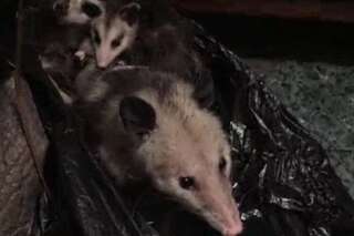 VIDÉO. Effrayée par l'opossum dans son placard, elle fond en réalisant qu'il s'agit d'une mère et ses bébés