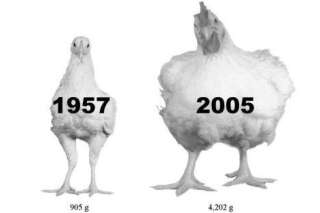 Le poulet d'élevage a plus que quadruplé de volume ces 50 dernières années
