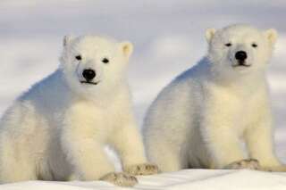 PHOTOS. Ours polaire: 10 clichés magnifiques pour la journée internationale consacrée à l'animal