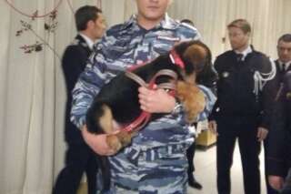 VIDÉO. Le chiot policier Dobrynya, remplaçant de la chienne Diesel, officiellement confié à l'ambassadeur de France en Russie