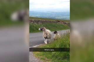 Meilleurs qu'un GPS, ces moutons anglais comprennent quand on leur parle et indiquent le bon chemin d'un coup de tête