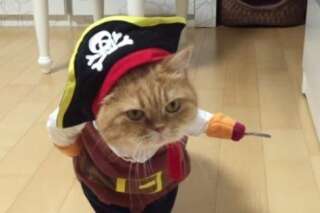 VIDÉO. Ce chat fera un parfait pirate pour Halloween