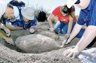 PHOTOS. Une tortue fossilisée de 90 millions d'années découverte par un randonneur du Nouveau-Mexique