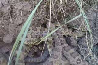VIDÉO. Des serpents à sonnette filmés dans leur nid à la GoPro passent à l'attaque