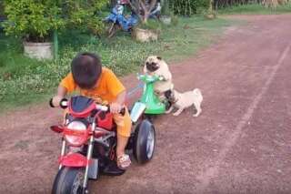 VIDÉO. Un chien essaie à tout prix de remonter en selle derrière une petite moto électrique