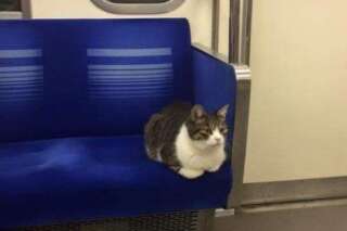PHOTOS. Le même chat se déplacerait dans le métro de Tokyo depuis trois ans