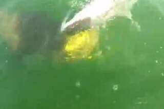 VIDÉO. Un mérou géant engloutit un requin en une bouchée