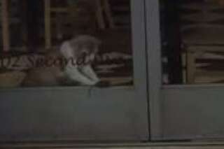 VIDEO. Une souris se moque d'un chat enfermé dans une boutique