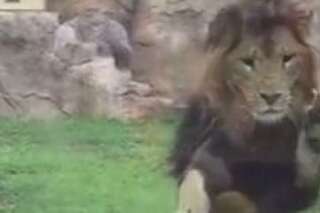 La vidéo de ce lion qui bondit sur un enfant est impressionnante