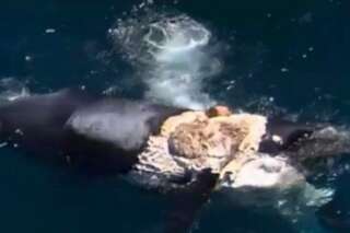 VIDÉO. Il surfe sur une carcasse de baleine entourée de requins