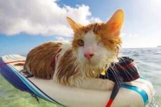 VIDÉO. Ce chat borgne surfe et se la coule douce à Hawaï