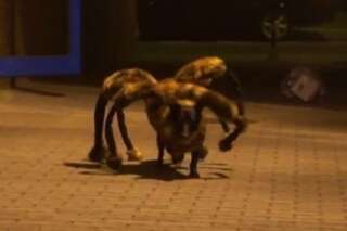 VIDÉO. Une caméra cachée cauchemardesque avec un chien déguisé en araignée géante