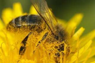Les abeilles et le bouleversement climatique