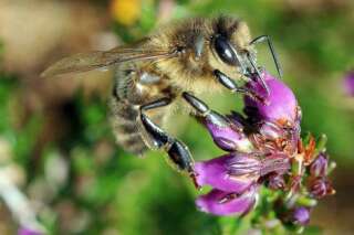 Les colonies d'abeilles s'effondrent, la production de miel au plus bas depuis 20 ans