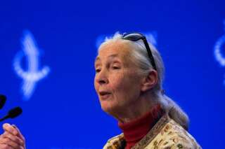 La primatologue Jane Goodall a osé la comparaison entre Donald Trump et le chimpanzé