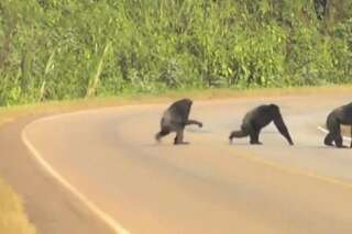 VIDÉO. Ces chimpanzés traversent la route avec un bon réflexe