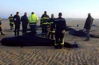 VIDÉO. Un troupeau de dix baleines échouées à Calais, trois animaux en vie remis à la mer
