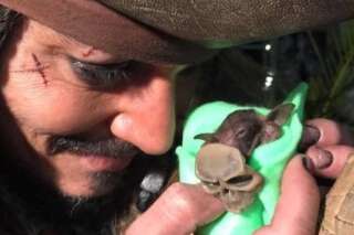 VIDÉO. Johnny Depp, déguisé en Jacks Sparrow, donne le biberon à un bébé chauve-souris
