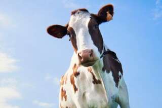 Gaz à effet de serre : avec ce complément alimentaire, les vaches émettent 30% moins de méthane