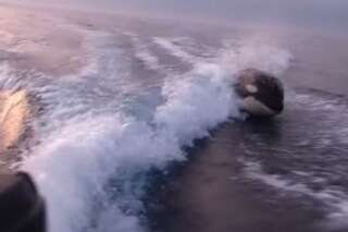 VIDEO. Des dauphins derrière un bateau, c'est mignon. Des orques, un peu moins