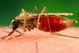 Le moustique responsable du paludisme craint l'odeur du poulet