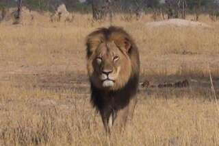 Le lion Cecil tué au Zimbabwe : Deux personnes poursuivies pour braconnage, un riche Américain responsable