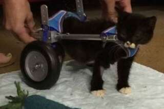 VIDÉO. Ce chaton handicapé des pattes arrière se déplace grâce à des roulettes