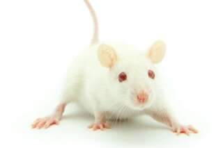 Vieillissement: un mécanisme cérébral clef identifié chez les souris