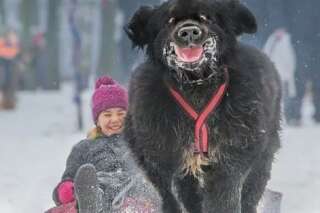 La photo d'un chien et d'une petite fille dans la neige a bien fait rire les internautes