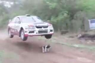 Sur cette vidéo impressionnante, un chien échappe miraculeusement à une voiture de rallye