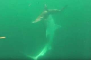 Cette impressionnante vidéo montre un requin tigre s'attaquant à un requin marteau